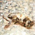 Conceptual Bees mold photographer