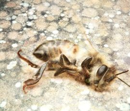 Conceptual Bees mold photographer