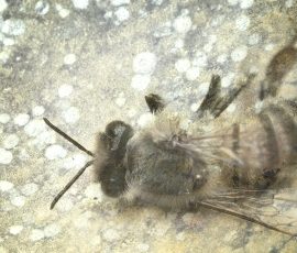 Dead Bees photography conceptual