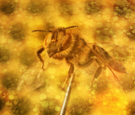 Bees Hive mold photography