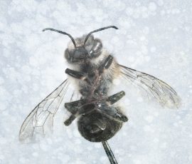 Dead Bees photos