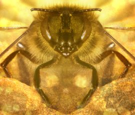 Bee Illustration Photo