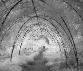 500-year-old Rose Arch, Cawdor Castle, Scotland Infrared Black and White Landscape photography Scotland