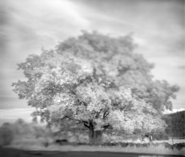 Tree with Horse, Isle of Skye, Scotland Infrared Black and White Landcscape Scotland Photography