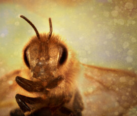 Close-up of bees photographer