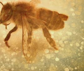 Bee photos