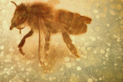 Bee photos