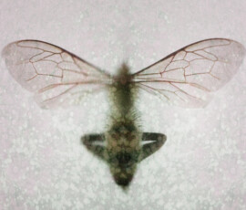 Photography of Bees