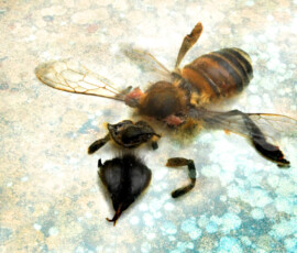 Bee photographer