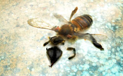 Bee photographer