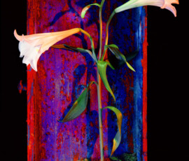 liliesx700